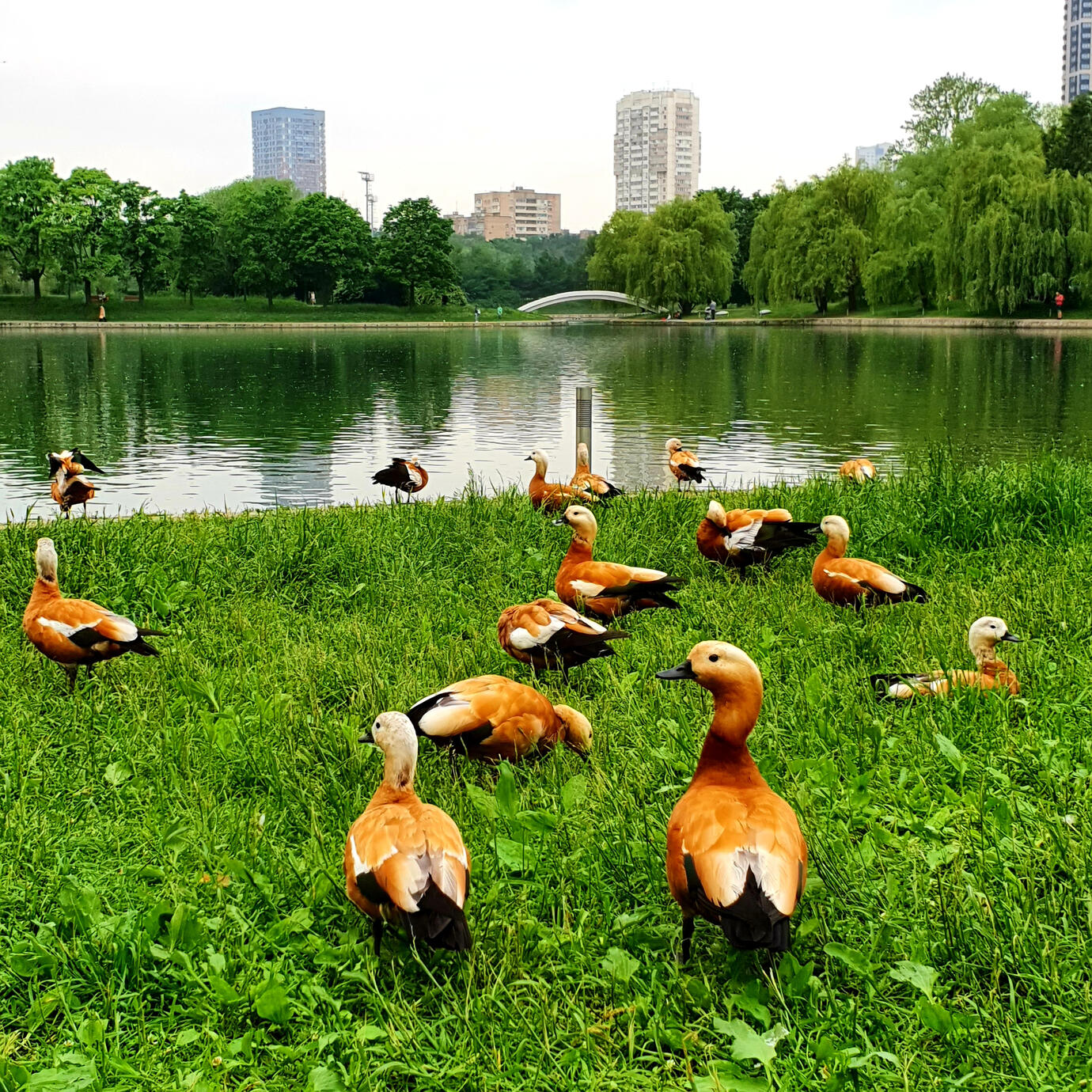 Duck picnic - Moscow
