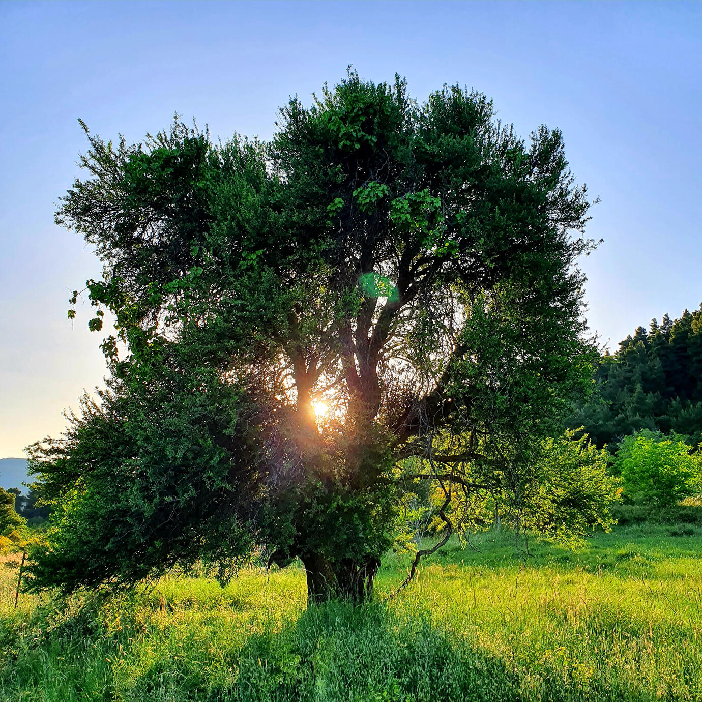 Hide and seek - Akres Evia