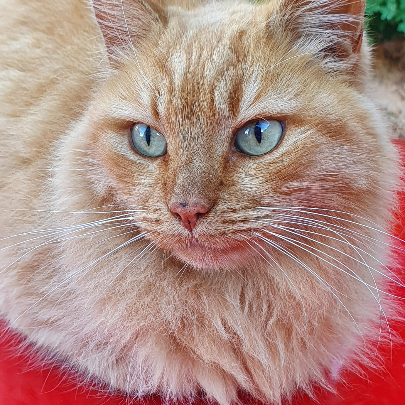 Are you looking at me? - Athens (on my car :) )