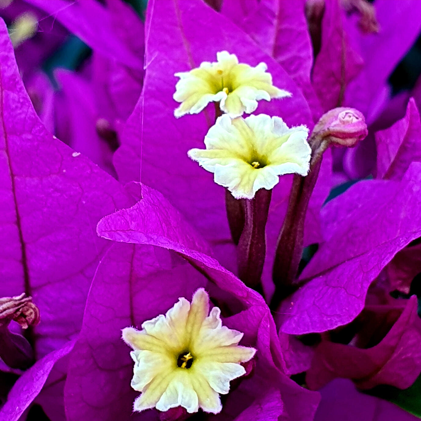 Lavenderia - Politika Evia