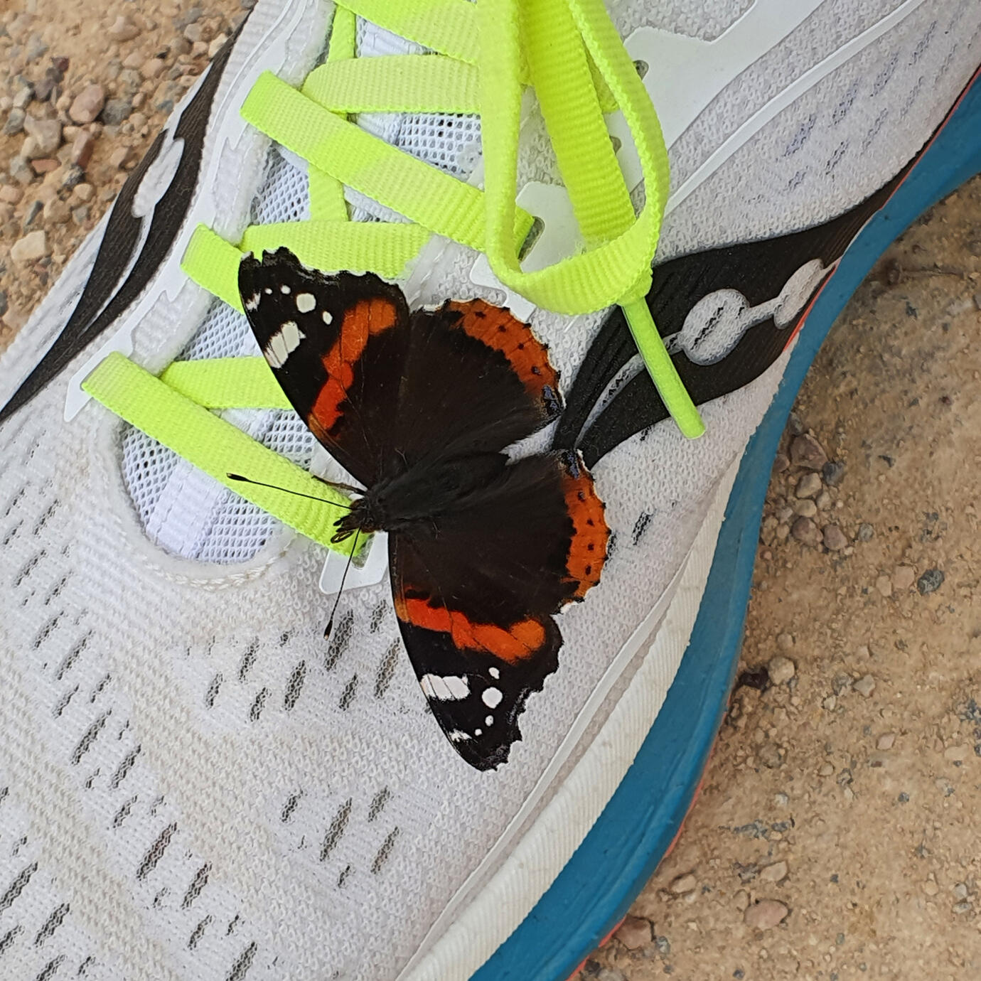 My running butterfly - Niarchos Park, Athens