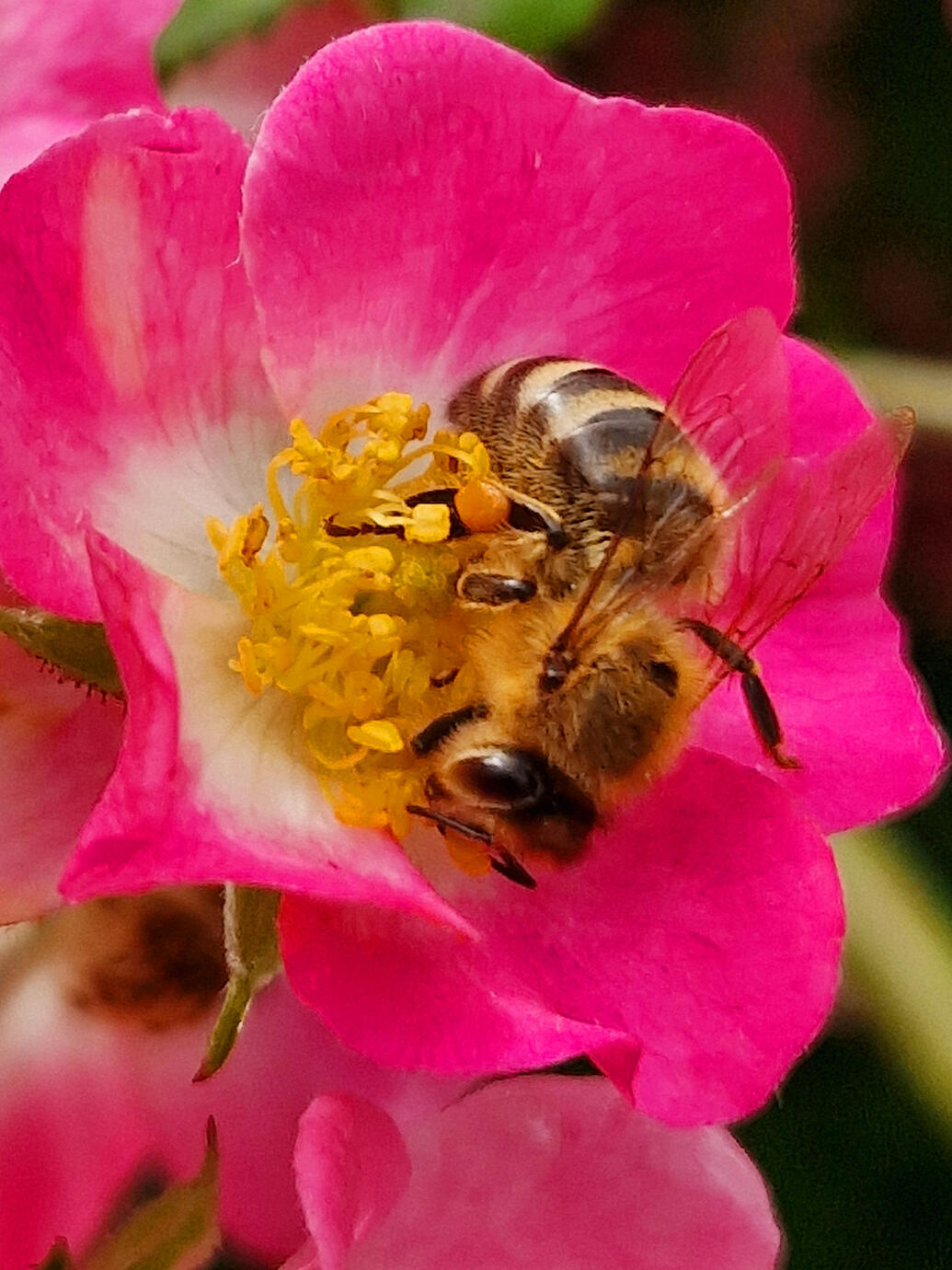 Bee world - Munich