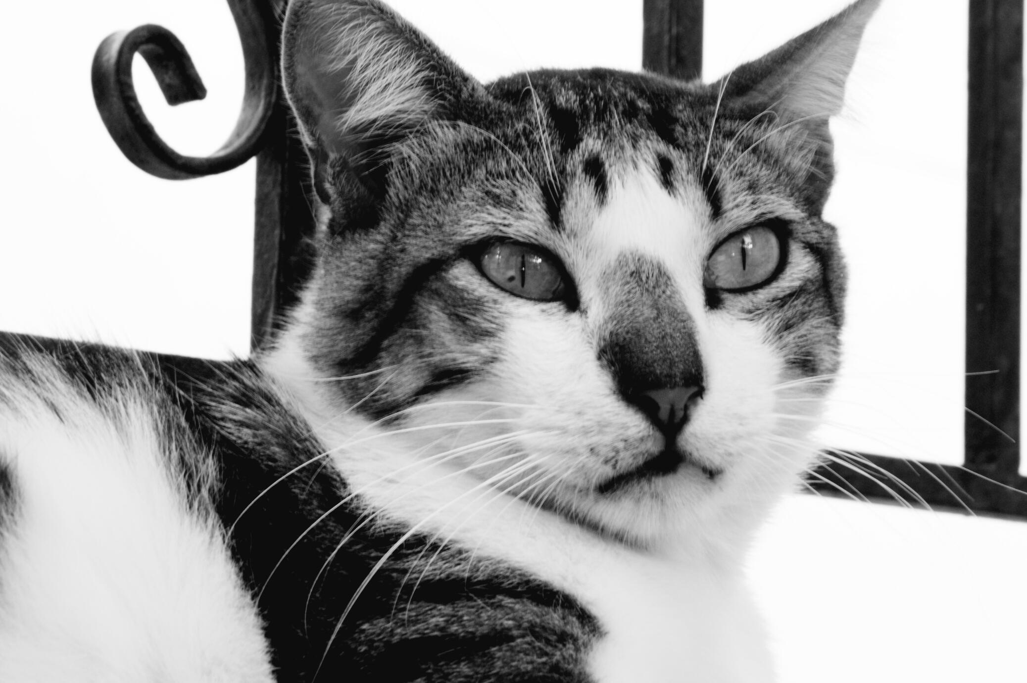 Portrait in Black & white - Athens